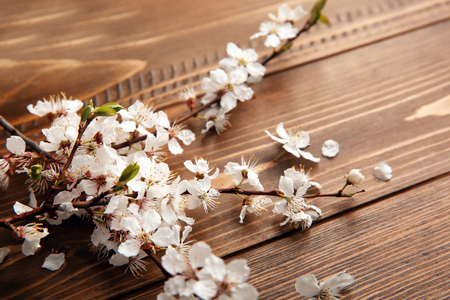 Beautiful blossoming branches on wooden backgroundの写真素材