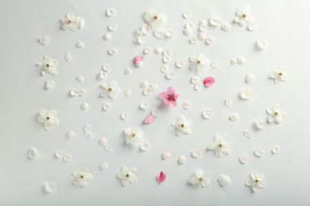Beautiful composition with blooming flowers and petals on white backgroundの写真素材