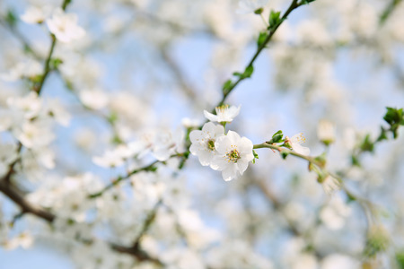 Branches with blooming flowers on blurred backgroundの写真素材