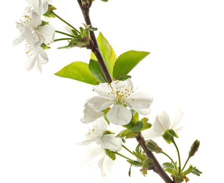 Beautiful blossoming branch on white backgroundの写真素材