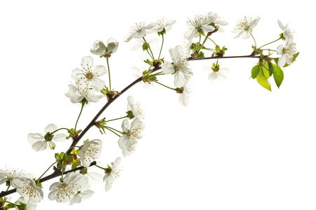 Beautiful blossoming branch on white backgroundの写真素材