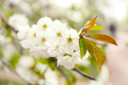 Beautiful blossoming tree outdoorsの写真素材