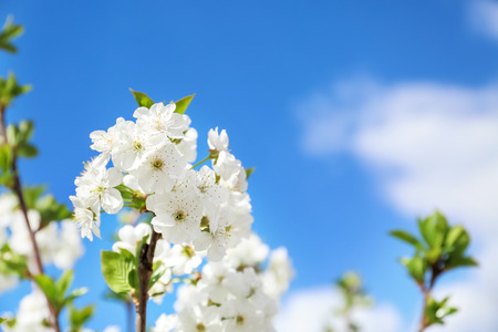 Beautiful blossoming tree branches against blue sky