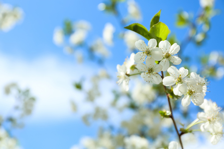 Branch of beautiful blossoming tree on sunny dayの写真素材