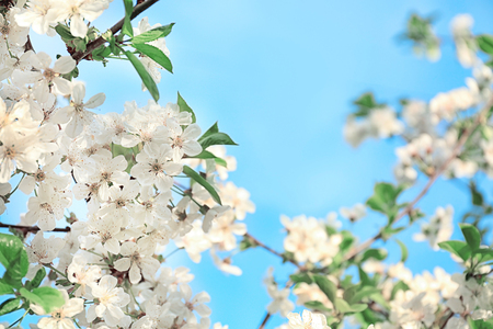 Beautiful blossoming tree on sky background, closeupの写真素材