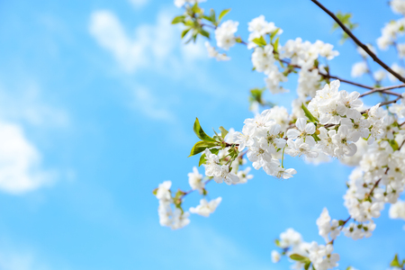 Beautiful blossoming tree branches against blue skyの写真素材