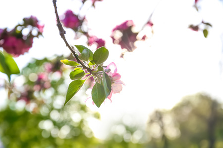 Beautiful blossoming tree branch on sunny dayの写真素材