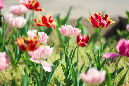 Beautiful blossoming tulips outdoorsの写真素材