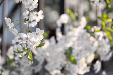 Beautiful blossoming tree outdoors, closeupの写真素材