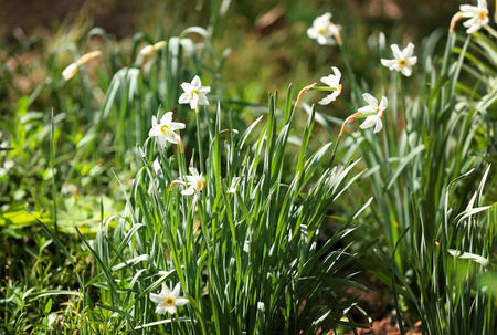 Beautiful blossoming narcissuses on blurred backgroundの写真素材