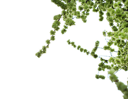 Beautiful blossoming tree branches on sky background