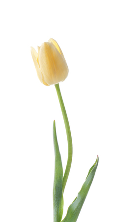 Beautiful tulip on white backgroundの写真素材