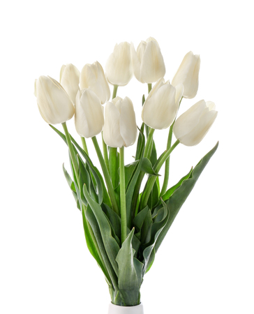 Bouquet of beautiful tulips on white backgroundの写真素材