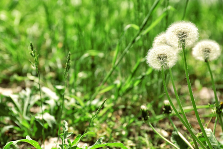 Beautiful dandelions outdoorsの写真素材
