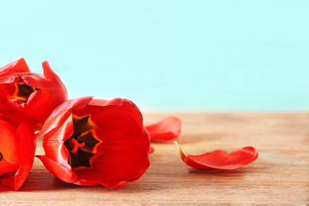 Beautiful tulips on wooden tableの写真素材