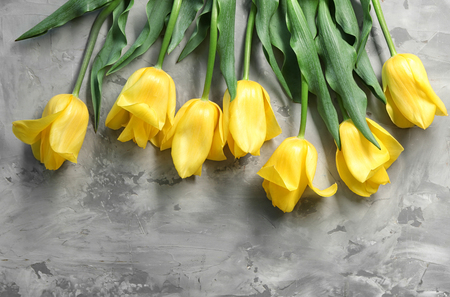 Beautiful tulips on grey backgroundの写真素材