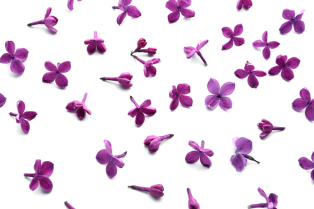 Beautiful lilac flowers on white backgroundの写真素材