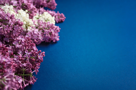 Beautiful blossoming lilac on color backgroundの写真素材
