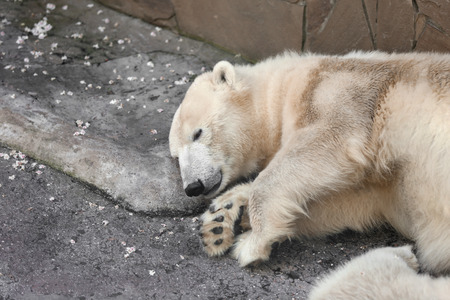 Cute polar bear with cub in zoological gardenの写真素材
