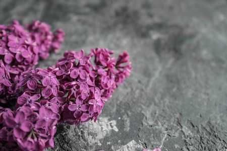 Beautiful blossoming lilac on grey backgroundの写真素材