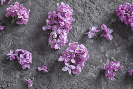 Beautiful blossoming lilac on grey backgroundの写真素材