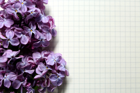 Beautiful blossoming lilac on sheet of paperの写真素材