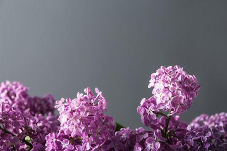 Beautiful blossoming lilac on grey backgroundの写真素材