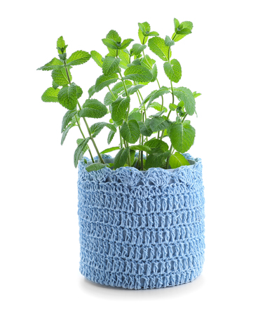 Knitted basket with green mint on white backgroundの写真素材