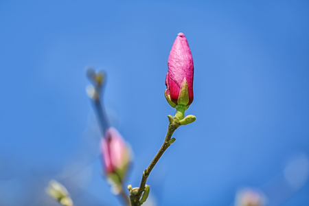 Beautiful flower on tree branch outdoorsの写真素材