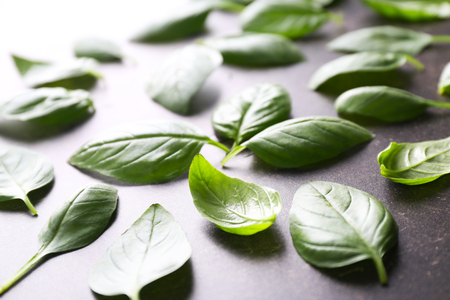 Fresh basil leaves on tableの写真素材