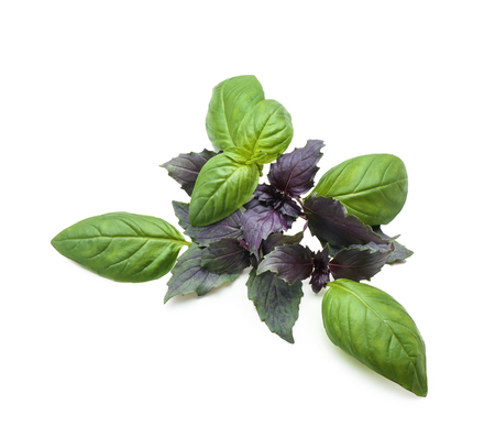 Fresh basil on white backgroundの写真素材