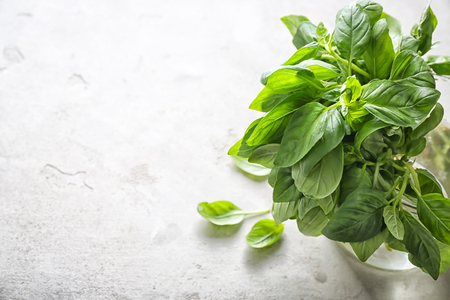 Vase with fresh basil on light backgroundの写真素材