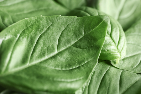 Fresh basil leaves, closeupの写真素材