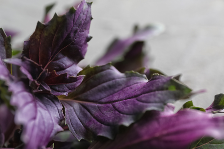 Fresh basil on light background, closeupの写真素材