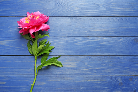 Beautiful peony flower on wooden backgroundの写真素材