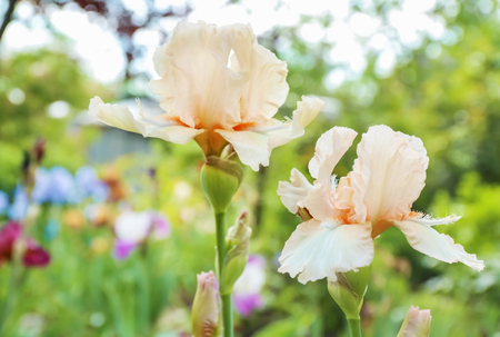 Beautiful blossoming irises on spring day outdoorsの写真素材
