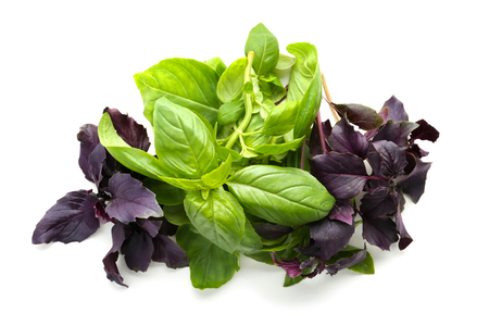 Fresh green and red basil leaves on white backgroundの写真素材
