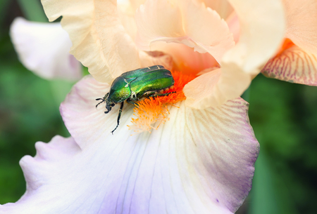 Green beetle on blossoming iris, closeupの写真素材