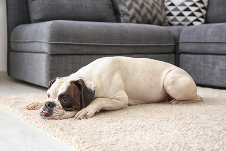 Cute funny dog lying on carpet at homeの写真素材