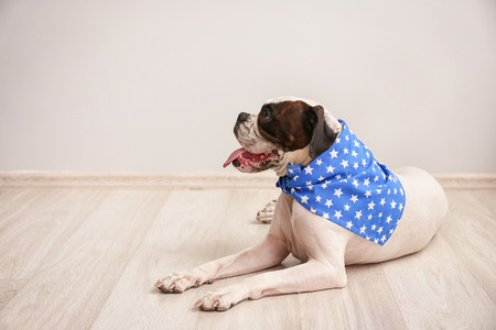 Cute funny dog lying on floor at homeの写真素材