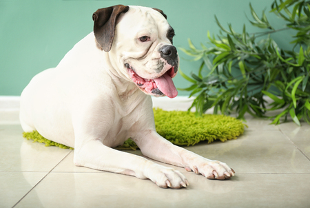 Cute funny dog lying on rug at homeの写真素材
