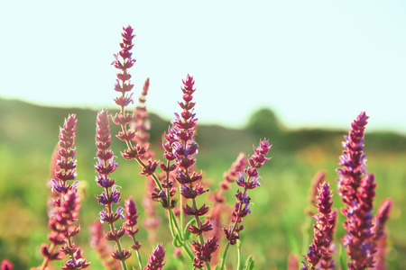 Beautiful sage flowers in field on spring dayの写真素材