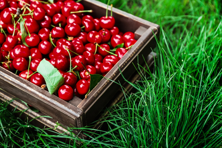 Box with fresh ripe cherry on green grassの写真素材