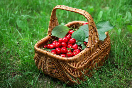 Wicker basket with fresh ripe cherry on green grassの写真素材