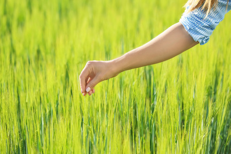 Woman touching wheat spikelets in green fieldの写真素材