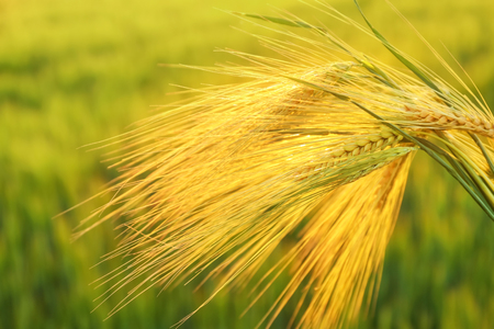 Wheat spikelets on blurred backgroundの写真素材