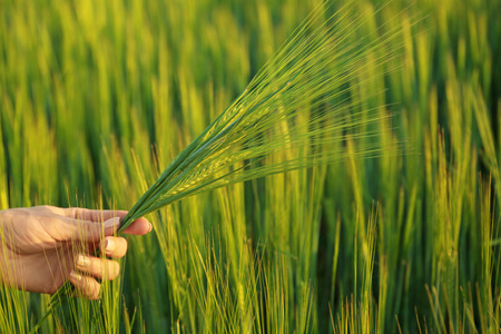 Woman holding wheat spikelets in green fieldの写真素材