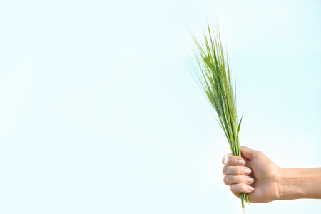 Woman holding wheat spikelets on light backgroundの写真素材