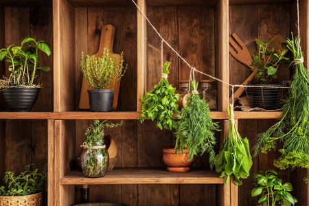 Pots and bunches with fresh herbs hanging on string near wooden shelvesの写真素材