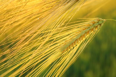 Green wheat spikelets, closeupの写真素材